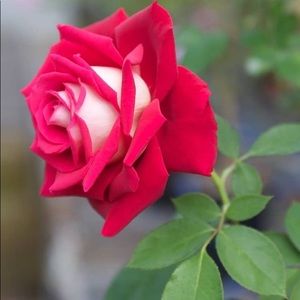 Meet your Posher, Fatima